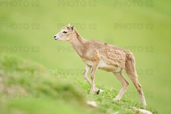 European mouflon (Ovis aries musimon) running walking on a meadow, tirol, Kitzbühel, Wildpark