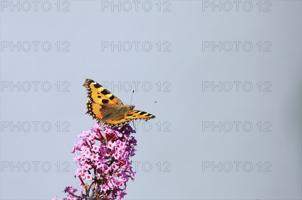 Small tortoiseshell (Aglais urticae), on summer lilac or butterfly-bush (Buddleja davidii), Wilden,