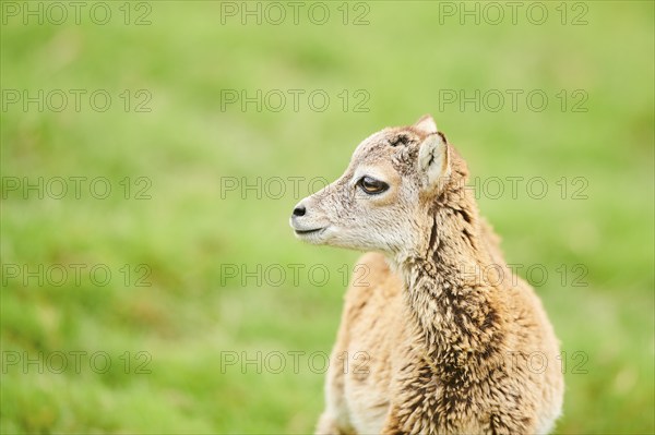 European mouflon (Ovis aries musimon) youngster standing on a meadow, tirol, Kitzbühel, Wildpark