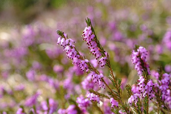 Erica blossom, spring heather, Erica, Kramerplateauweg, Garmisch-Partenkirchen, Werdenfelser Land,