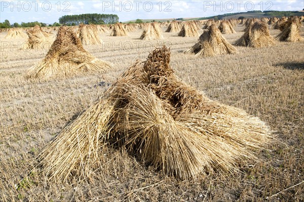 Wheat stooks harvested for thatching standing drying in a field after harvesting, Marden,