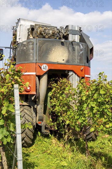 Harvest of Sankt Laurent red wine grapes in the Palatinate