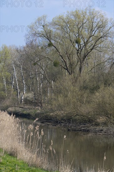 Alluvial forest, softwood floodplain on the Aller, in spring, Lower Saxony, Germany, Europe