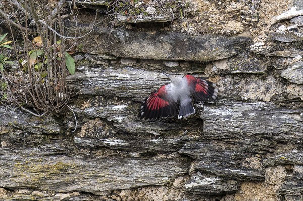 Wallcreeper (Tichodroma muraria) foraging on a wall, wildlife, Germany, Europe