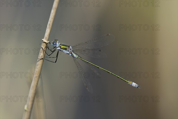 Emerald damselfly (Lestes sponsa) adult male insect resting on a plant stem, Suffolk, England,