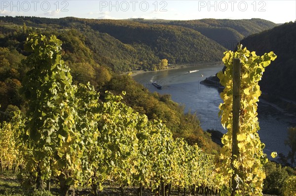 Rhine Valley Unesco between Loreley and Oberwesel, Rhineland-Palatinate, Germany, Europe