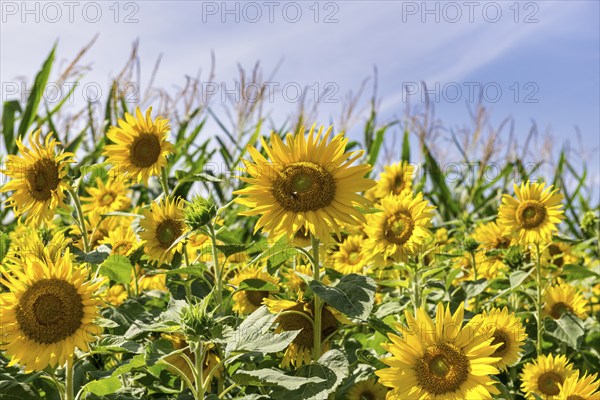 Sunflowers (Helianthus annuus) as a flowering strip on a maize field, Baden-Württemberg, Germany,