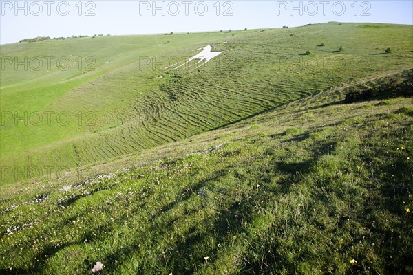 White horse figure carved in chalk scarp slope at Alton Barnes, Wiltshire, England, United Kingdom,