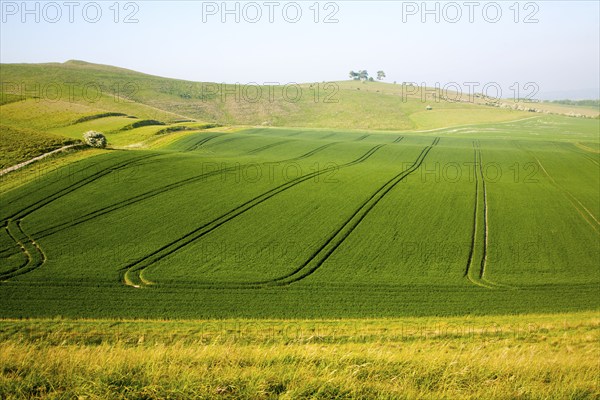 Chalk and clay landscape Cherhill, Wiltshire, England, UK, vehicle patterns in crops at foot of