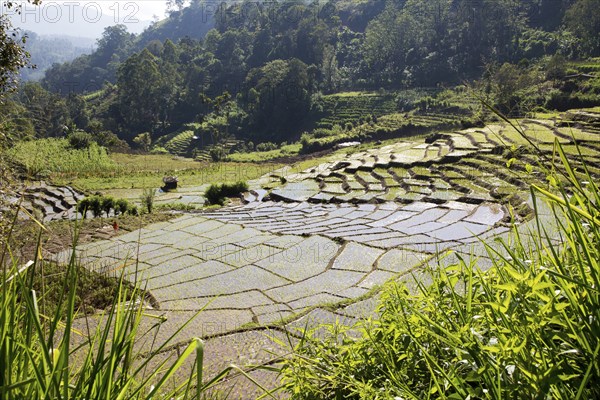 Paddy field rice farming terraces, Ella, Badulla District, Uva Province, Sri Lanka, Asia