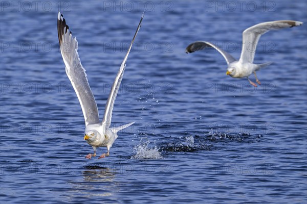 European herring gull (Larus argentatus) adult seagull taking off from sea water surface along the