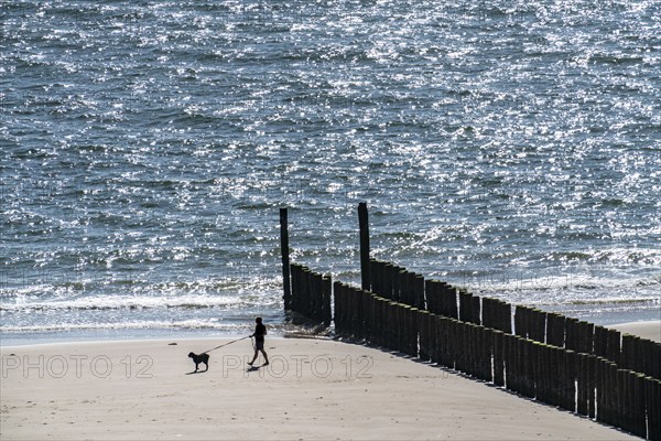 Walker with dog, on the beach near Zoutelande, breakwater, province Zeeland, peninsula Walcheren,