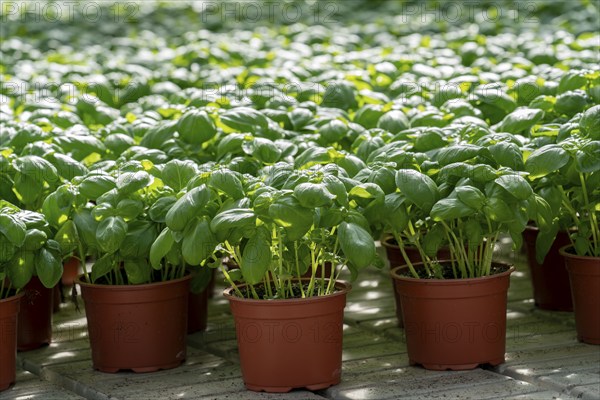 Agriculture, herb gardening, basil plants in pots, in a greenhouse