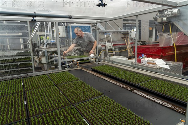 Garden nursery, cuttings, heather, broom heather, Calluna vulgaris are planted by hand in small