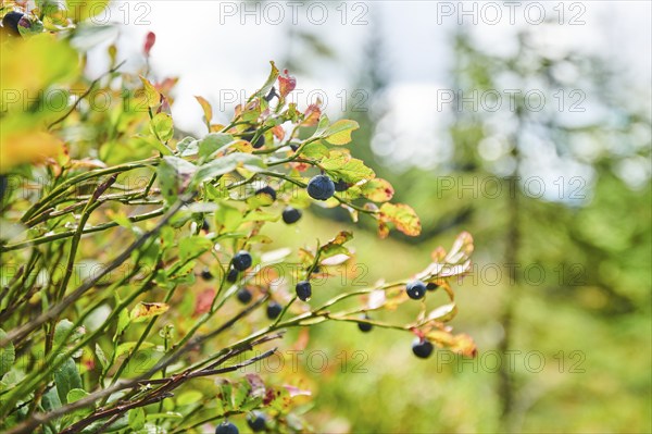 European blueberry (Vaccinium myrtillus) bushes on Mount Lusen in late summer, Bavarian Forest,