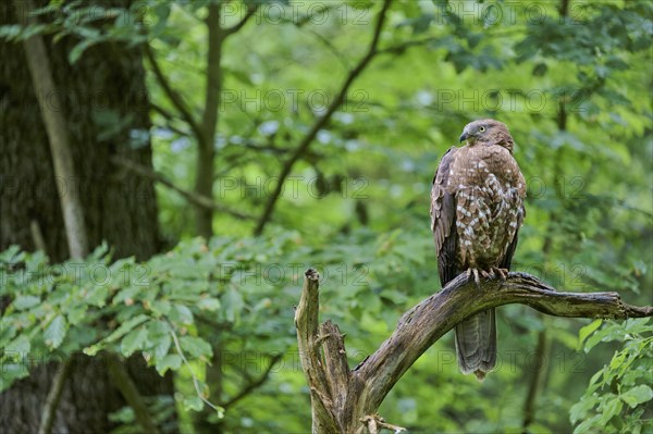 European honey buzzard (Pernis apivorus), Bavaria, Germany, Europe