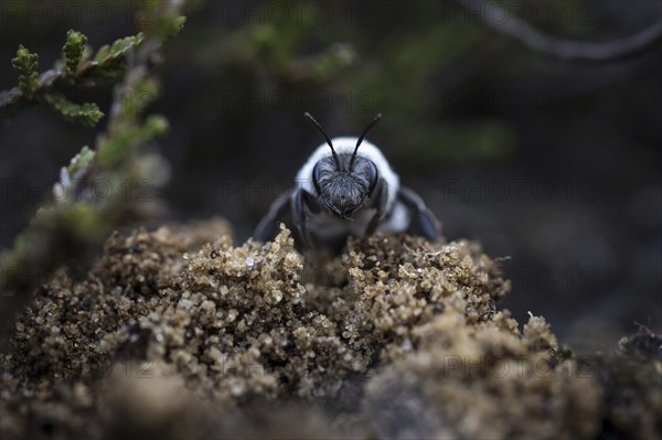 A willow sand bee in the Hohe Ward nature reserve in Münster, 08/04/2024