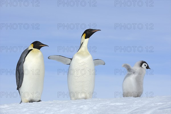 Emperor penguins (Aptenodytes forsteri), Adult and Chick, Spreading Wings, Snow Hill Island,
