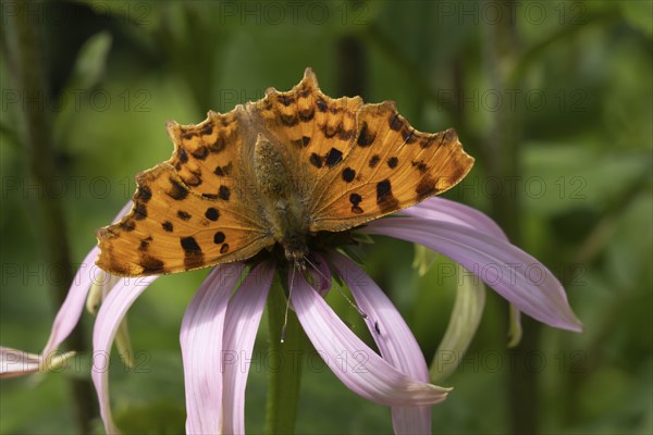 Comma butterfly (Polygonia c-album) adult insect feeding on a purple Cone flower in a garden,