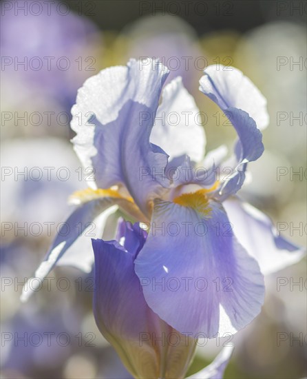 Colorful purple irises in a botanical garden