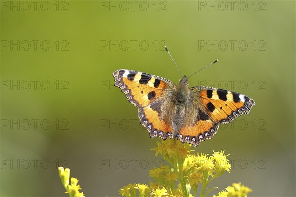 Small tortoiseshell (Aglais urticae), on a goldenrod (Solidago) flower, Wilden, North