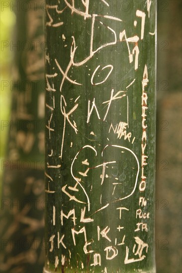 Grafity on a bamboo cane, Marrakech, Morocco, Africa