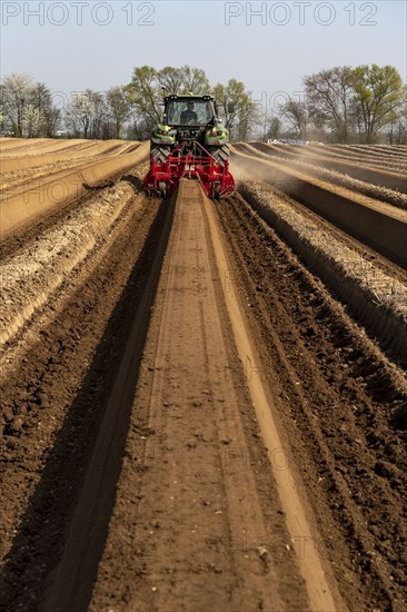 A farmer builds asparagus ridges on a field with the help of an asparagus tiller, in which the