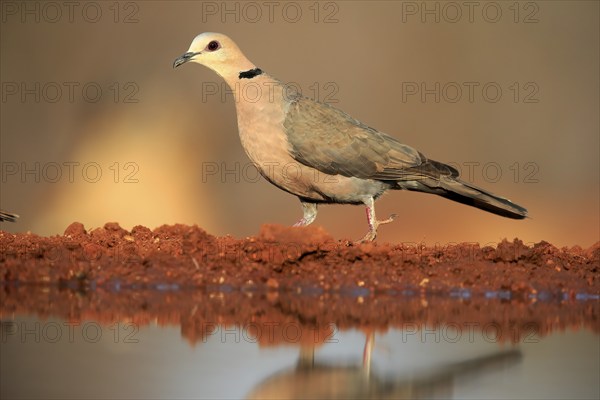 Red-eyed dove (Streptopelia semitorquata), Red-eyed Dove adult, at the water, Kruger National Park,