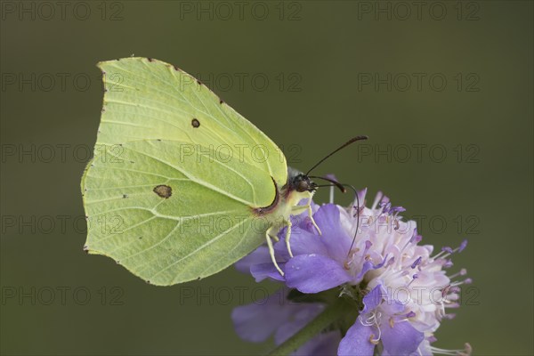 Brimstone butterfly (Gonepteryx rhamni) adult male insect feeding on a Field scabious flower in the