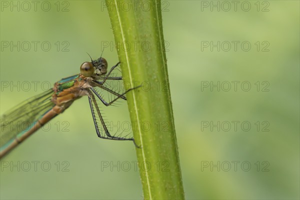 Emerald damselfly (Lestes sponsa) adult female insect resting on a plant stem, Suffolk, England,