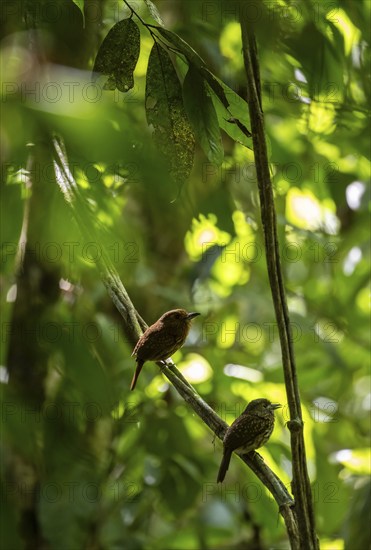 White-tailed Puffbird (Malacoptila panamensis) two birds sitting on a branch, tropical rainforest,