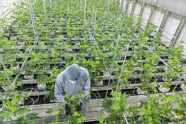 DEU/Saxony/Ebersbach The Saxon cannabis producer Demecan is now the first German company to be