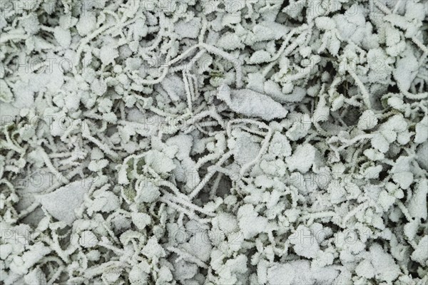 Leaves and grass covered with hoarfrost. Abstract floral background, garden and winter concept.