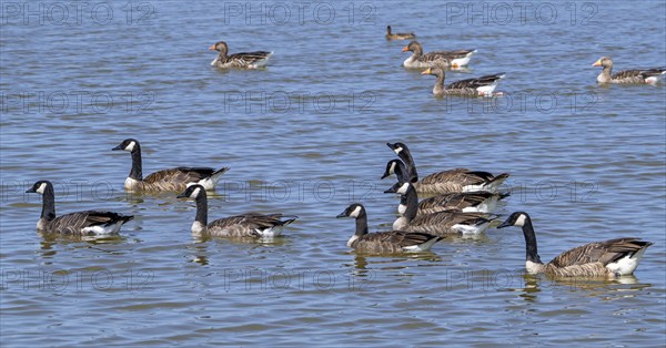 Canada goose flock, family group of Canadian geese (Branta canadensis) and greylag geese with