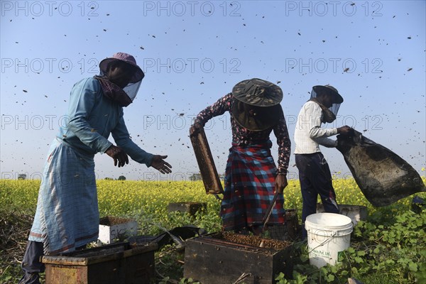 Bee keepers working in a bee farm near a musturd field in a village in Barpeta district of Assam in