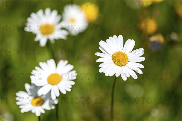 Flowering marguerites (Leucanthemum) and grasses in a wild, natural flower meadow, Germany, Europe