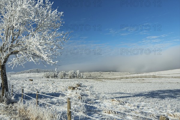 Aubrac plateau in winter. Lozere departement. Occitanie. France