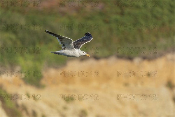 Great black-backed gull (Larus marinus) gliding along the cliffs of the Atlantic Ocean. Camaret,