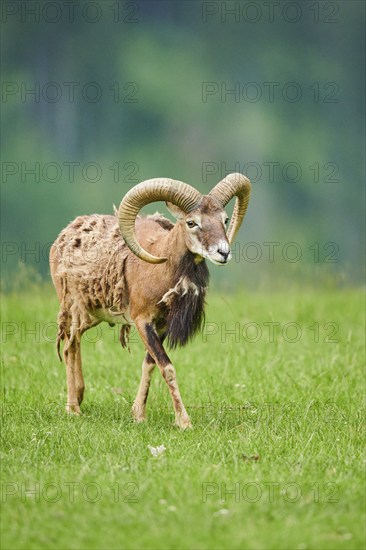 European mouflon (Ovis aries musimon) ram standing on a meadow, tirol, Kitzbühel, Wildpark Aurach,