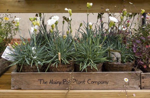 Plants on display from The Hairy Pot Plant Company, Suffolk, England, UK, Dianthus Memories
