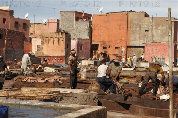 Traditional tannery with dyeing vats for animal skins, Marrakech, Morocco, Africa