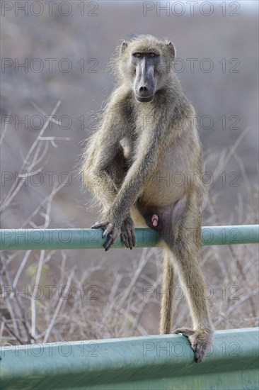 Chacma baboon (Papio ursinus), adult male, looking at camera, sitting on the guardrail of the