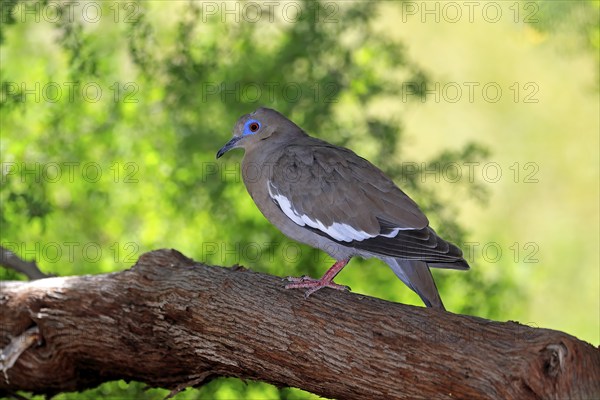 White-winged dove (Zenaida asiatica), adult, on tree, Sonoran Desert, Arizona, North America, USA,