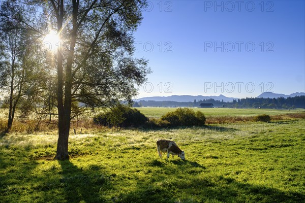 Sunrise with fog, in the Kirchsee Filzen, Kirchseemoor, near Sachsenkam, Tölzer Land, Alpine