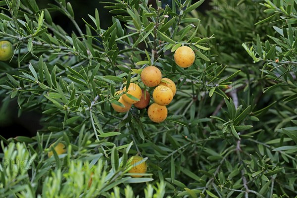 Weeping yew (Afrocarpus falcatus), fruit, fruit stand, Kirstenbosch Botanical Gardens, Cape Town,