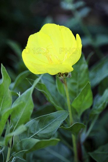 Common evening primrose (Oenothera biennis), flowering, flower, Ellerstadt, Germany, Europe