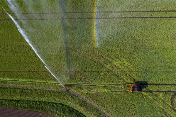 Irrigation of a wheat field on the Lower Rhine, with a mobile irrigation machine, large-area