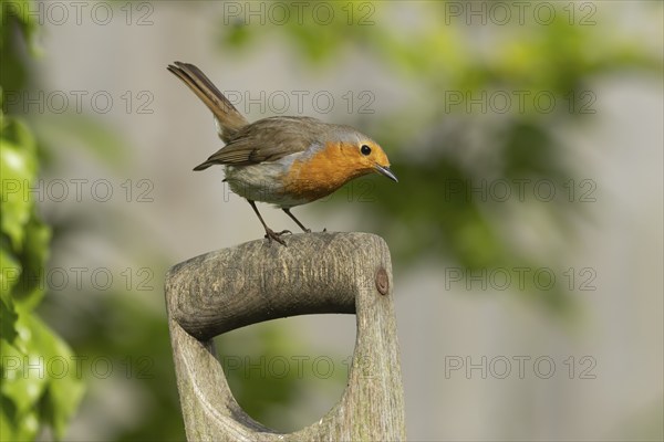 European robin (Erithacus rubecula) adult bird on a garden fork handle in the summer, Suffolk,
