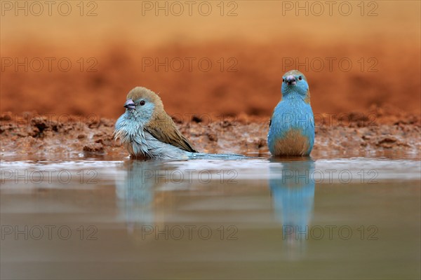 Angolan butterfly finch (Uraeginthus angolensis), blue-eared butterfly finch, adult, two birds, at