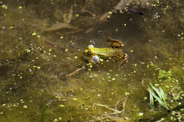 A green-brown frog in the water between algae looks into the camera, green frog (Pelophylax kl.